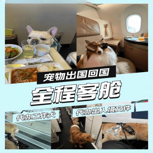 承德市宠物托运到白俄罗斯宠物入境规定和要求